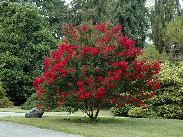 RedCrepeMyrtle