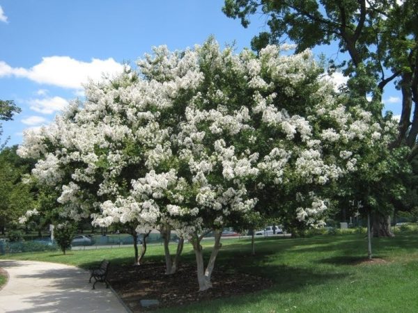 WhiteCrepeMyrtle