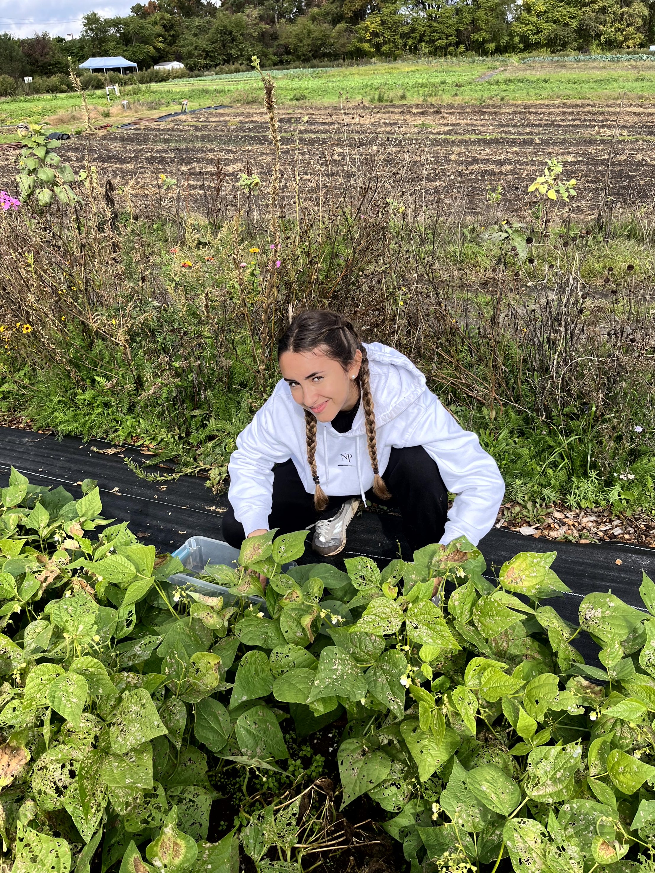 Knox Service Learning - Healthy Harvest Farm